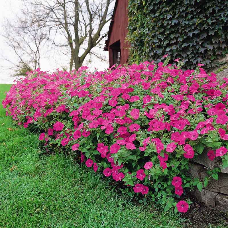 Петунія tidal wave hot pink Петунія tidal wave hot pink