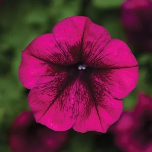 Петунія fotofinish burgundy