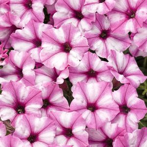 Петунія mini vista pink star
