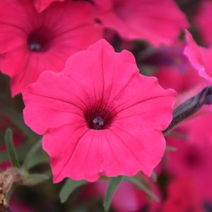 vista fuchsia