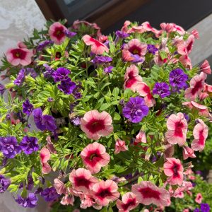 Калібрахоа