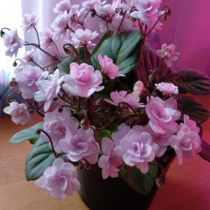 фіалка