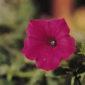 Петунія tidal wave cherry