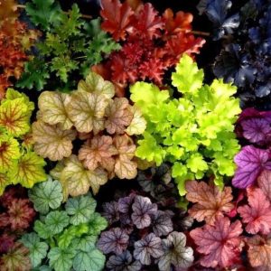 06 heuchera mix
