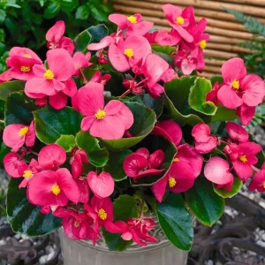 5386214530 begoniya vichnokvitucha variatsiya