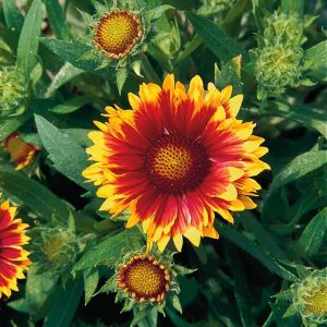 gaillardia arizonasun 1