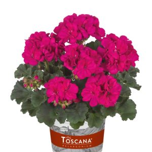 Пеларгонія zon castello lea violet