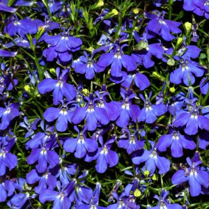 lobelia (aka)