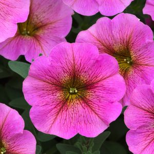 Петунія petchoa beautical sunray