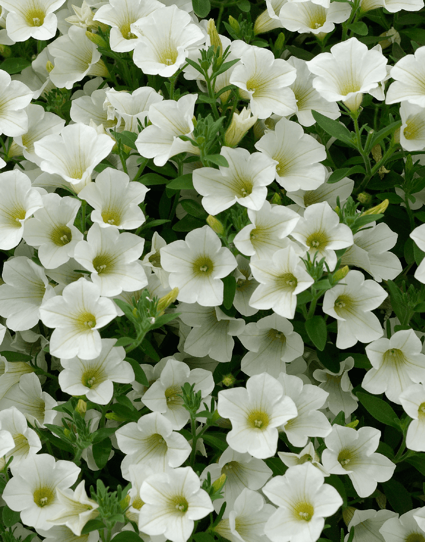 Петунія table white Петунія table white
