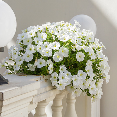 Петунія table white Петунія table white
