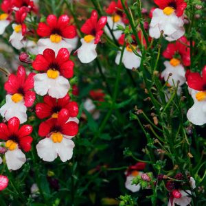 nemesia5c strumosa