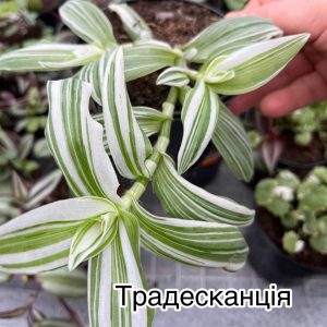 Традесканція