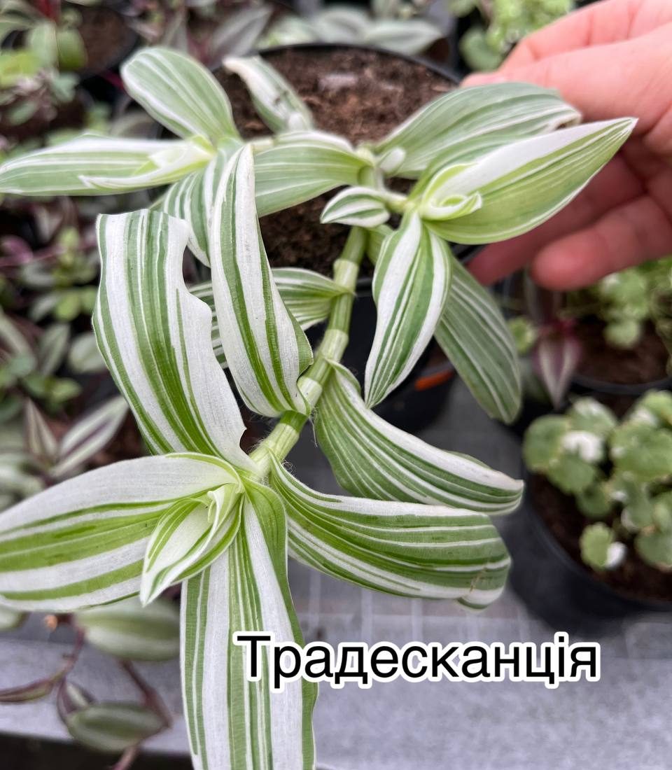 Традесканція Традесканція