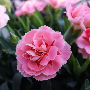 pink carnation