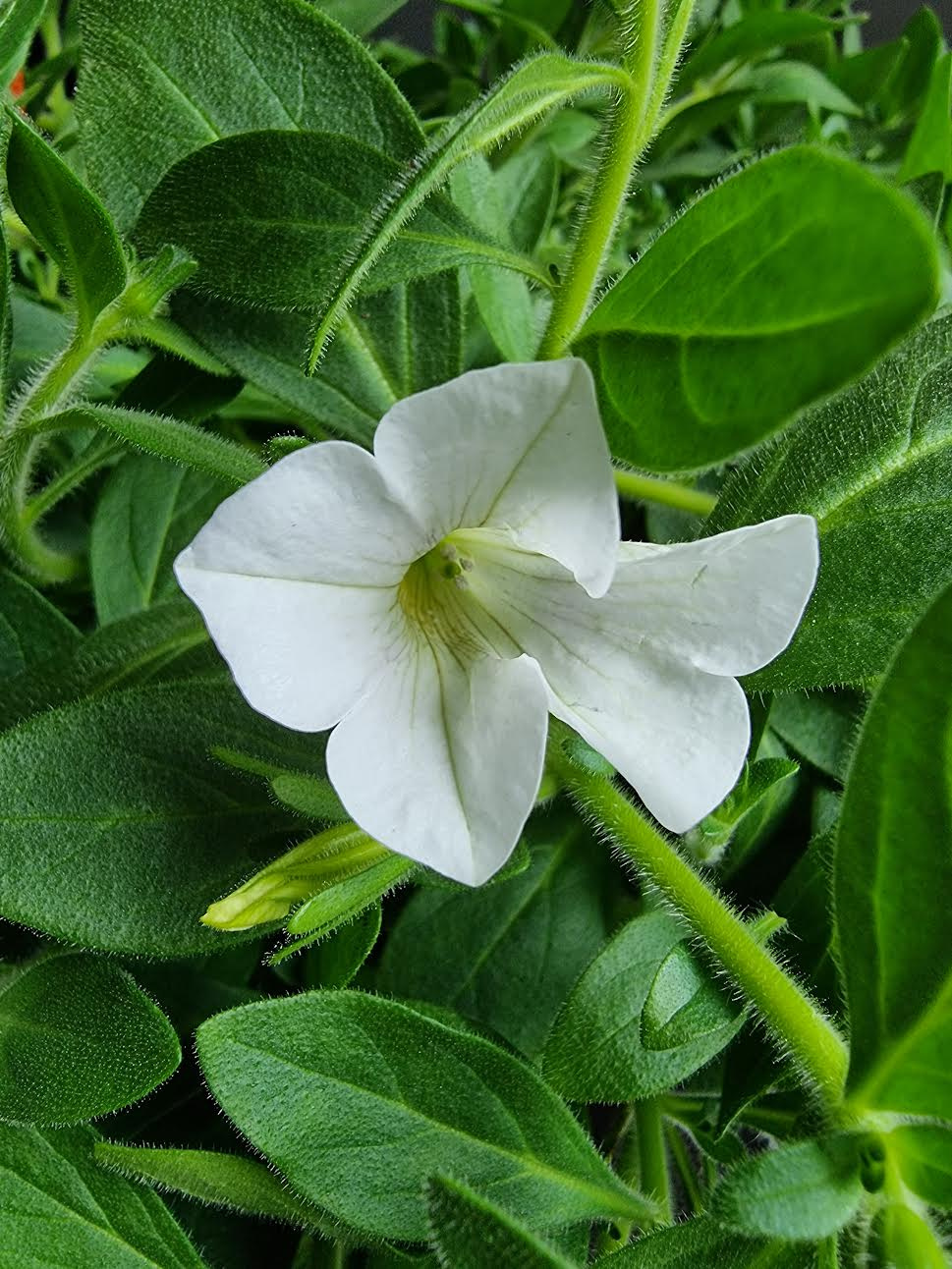 Петунія table white Петунія table white