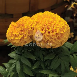 tagetes proud mari gold 1