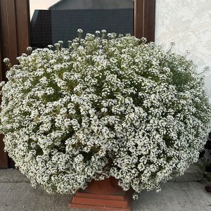 алісум лобулярвя